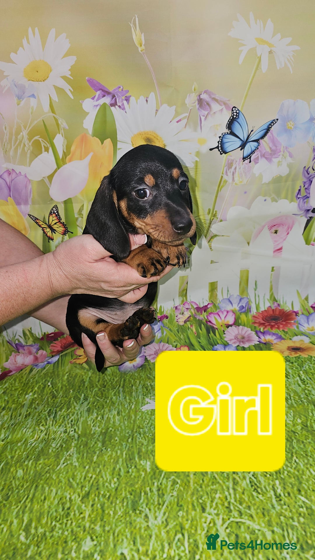Miniature Dachshund dogs for sale: Beautiful miniature dachshund puppies - Image 12