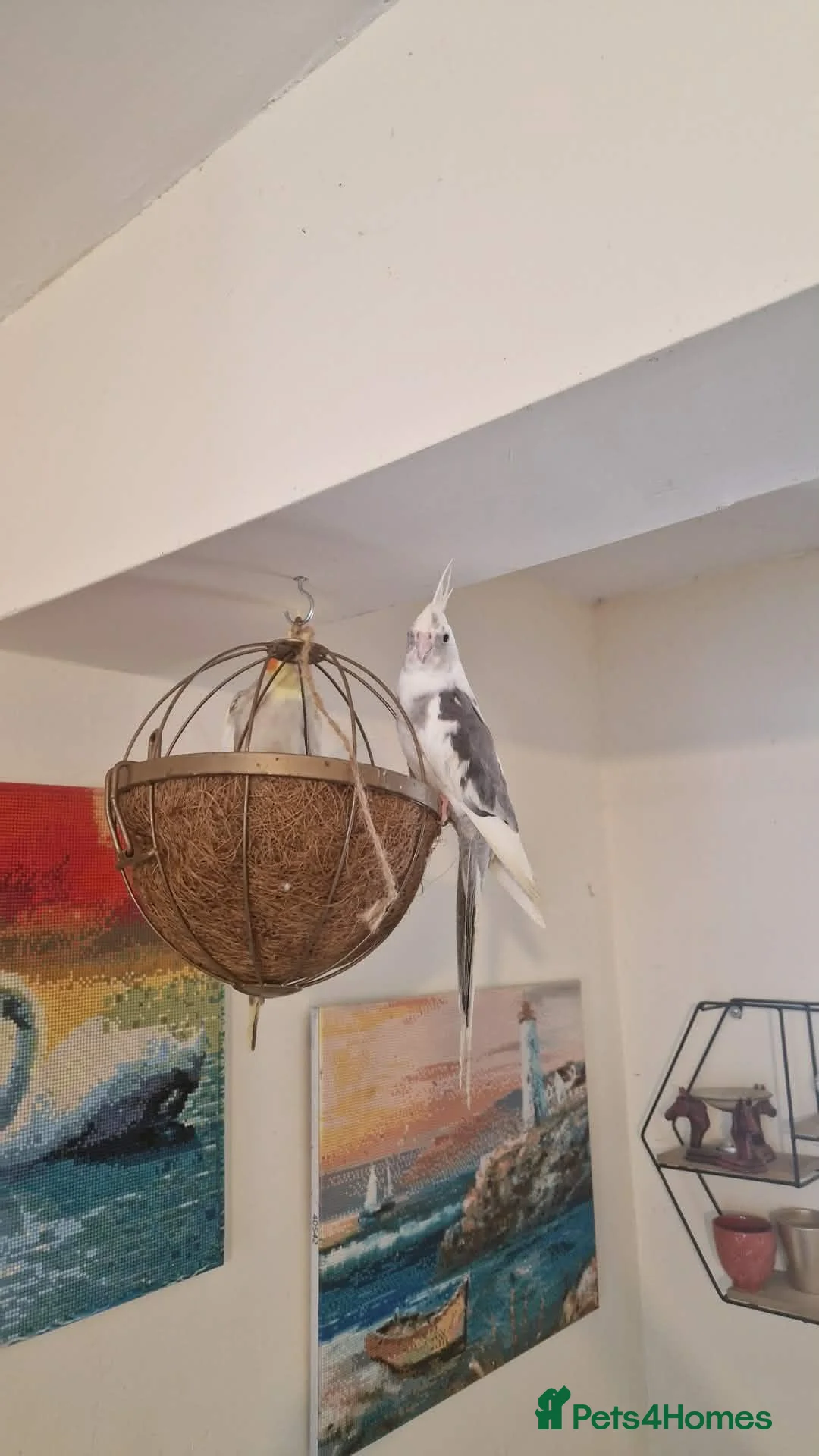 Cockatiels birds for sale: 2x Cockatiels ( bonded pair) aprox 1.5 yo in Hull - Advert 6