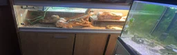 Bearded Dragon reptiles for sale: 5 year old lovely female Bearded Dragon + housing - Advert 8