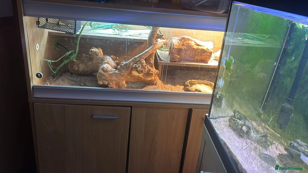 Bearded Dragon reptiles for sale: 5 year old lovely female Bearded Dragon + housing - Advert 8