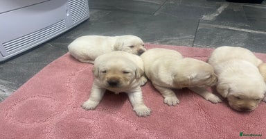 Labrador Retriever dogs Stunning Labrador puppys - Advert 7