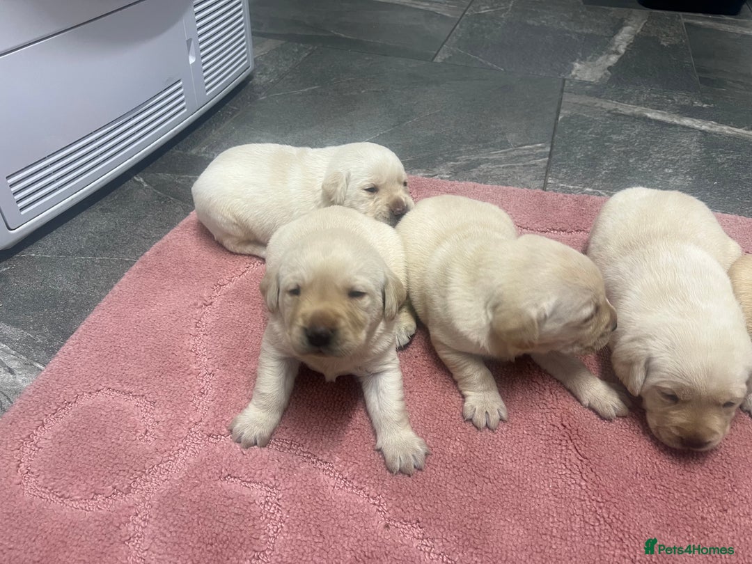 Labrador Retriever dogs for sale: Stunning Labrador puppys - Image 6