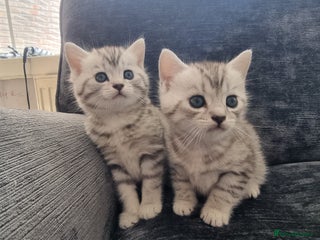 British Shorthair cats - Advert 1