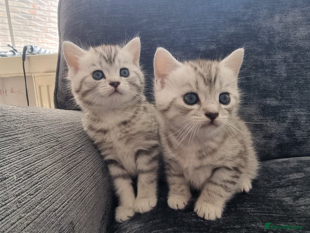 British Shorthair cats - Advert 1