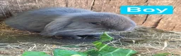 Mini Lion Lop rabbits for sale: Mini Lion Lop Babies & Mom  - Advert 5