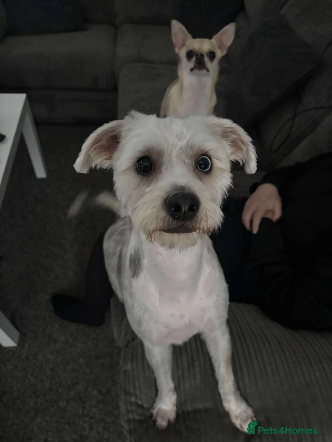 Mixed Breed dogs for sale: Dotty - Advert 3