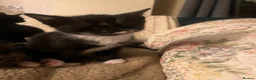 Mixed Breed cats for sale: 2 Tuxedo Tabby Boys in Shifnal - Advert 4