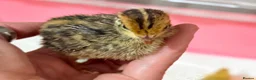 Quail poultry for sale: Coturnix quail chicks  - Advert 2