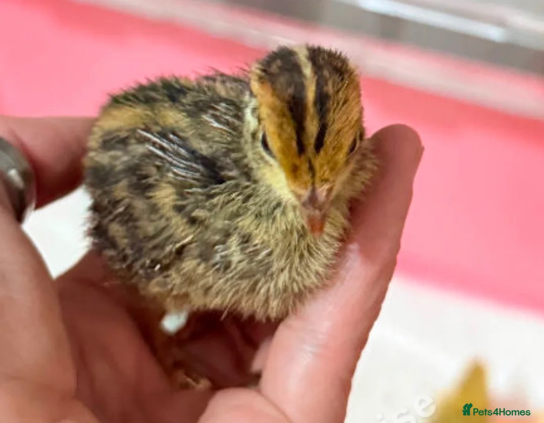 Quail poultry for sale: Coturnix quail chicks  - Advert 2