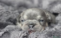 French Bulldog dogs for sale: Stunning French bulldog puppies  - Advert 14