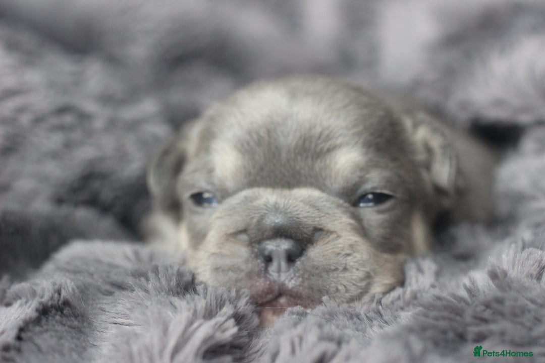 French Bulldog dogs for sale: Stunning French bulldog puppies  - Advert 14