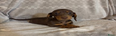 Miniature Dachshund Puppy 1