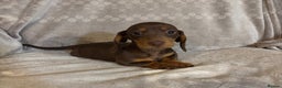 Miniature Dachshund dogs for sale: Miniature Dachshunds  - Advert 2
