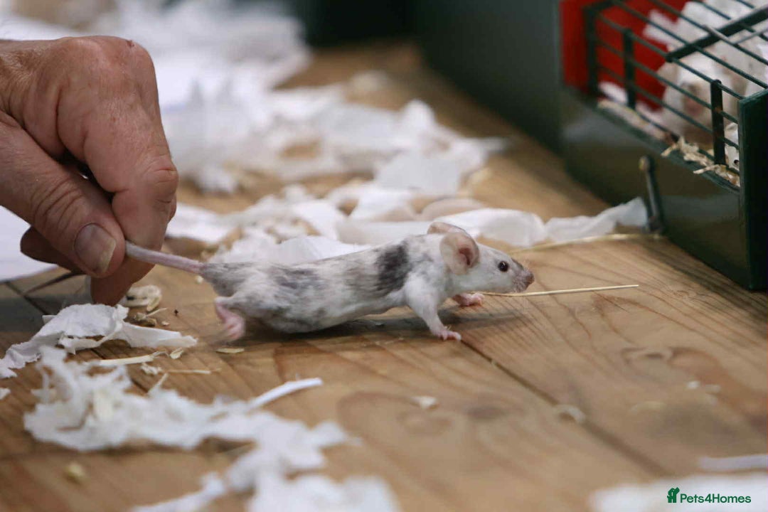 Mouse rodents for sale: Fancy mice - Image 5