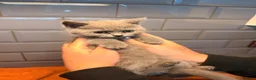 British Longhair cats for sale: Beautiful grey and lilac kittens - Advert 9