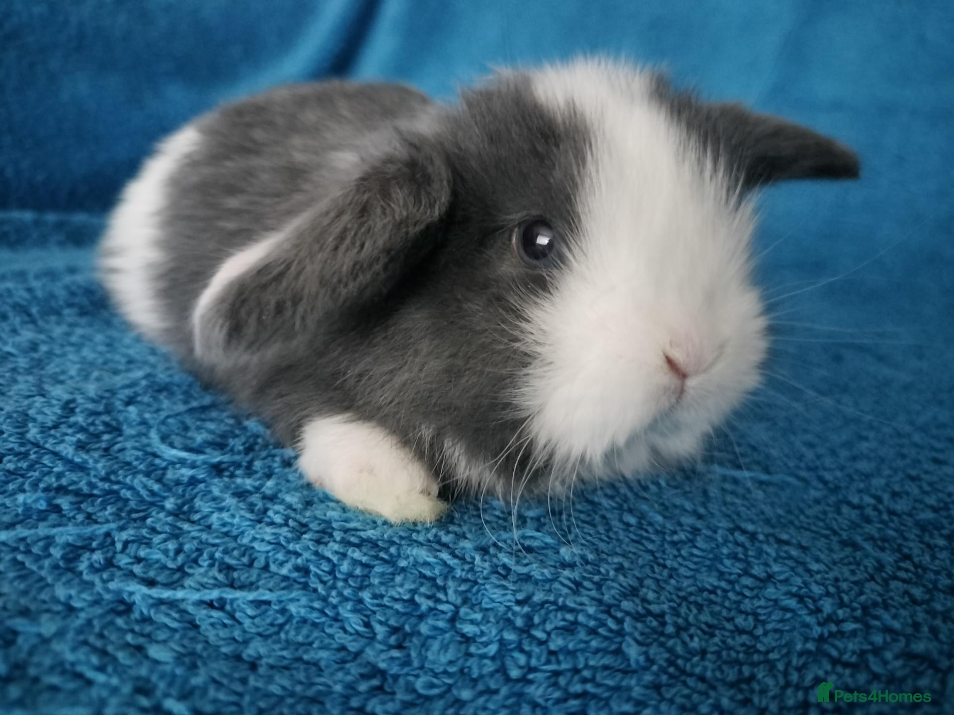 Mini Lop rabbits Baby mini lops for sale  - Advert 12