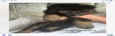 German Shepherd dark green 