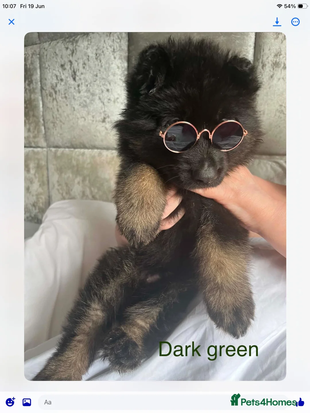 German Shepherd dogs for sale: Big beautiful German shepherd pups - Advert 23