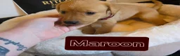 Labrador Retriever dogs for sale: Kc Reg Dark Fox Red & Light Red Lab Pups - Advert 4