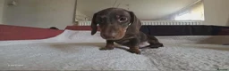 Miniature Dachshund dogs for sale: Miniature dashound  - Advert 16