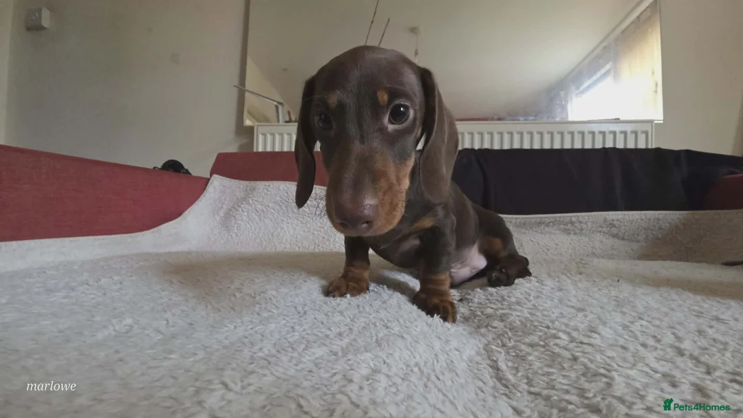 Miniature Dachshund dogs for sale: Miniature dashound  - Advert 16