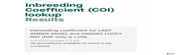 Cavalier King Charles Spaniel dogs for sale: Exquisite CKCS Pups - Coi 1%!!  - Advert 8