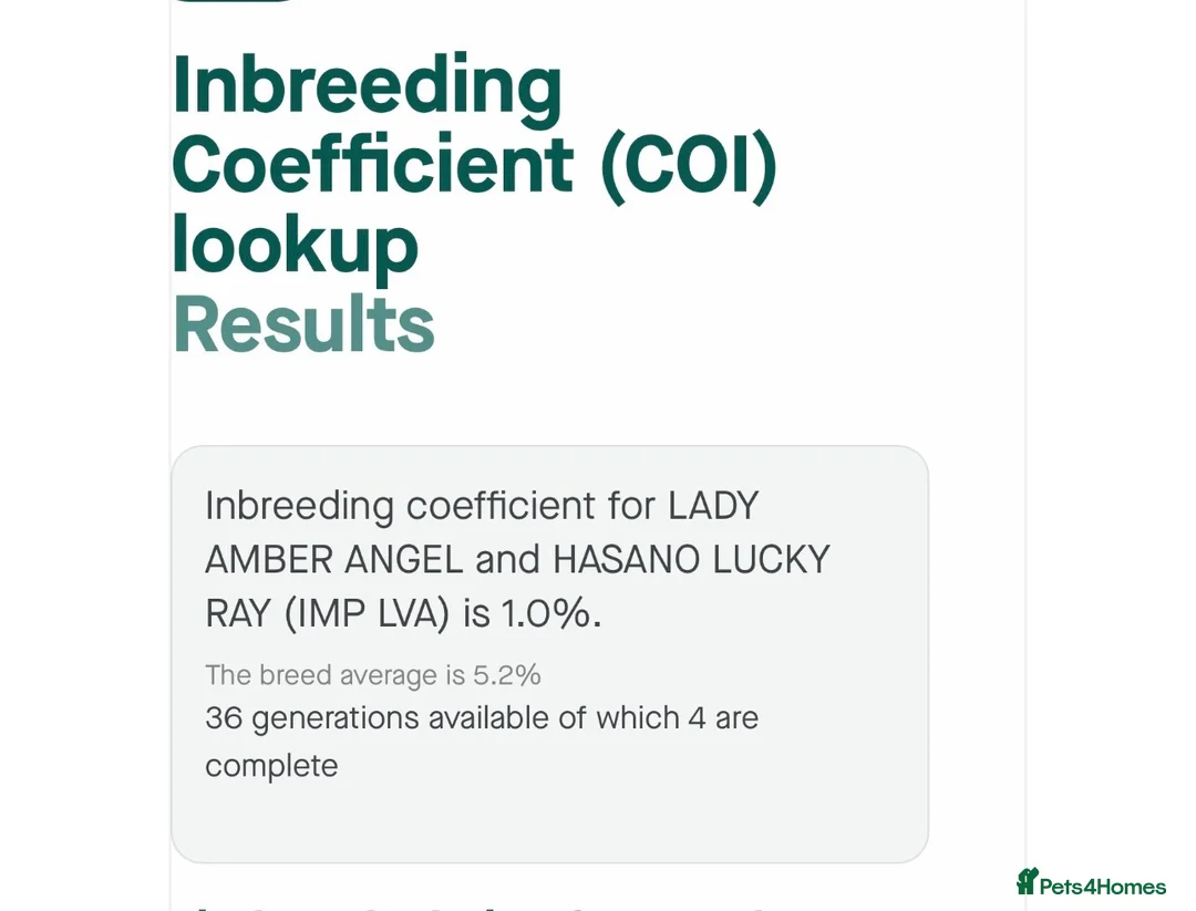 Cavalier King Charles Spaniel dogs for sale: Exquisite CKCS Pups - Coi 1%!!  - Advert 8