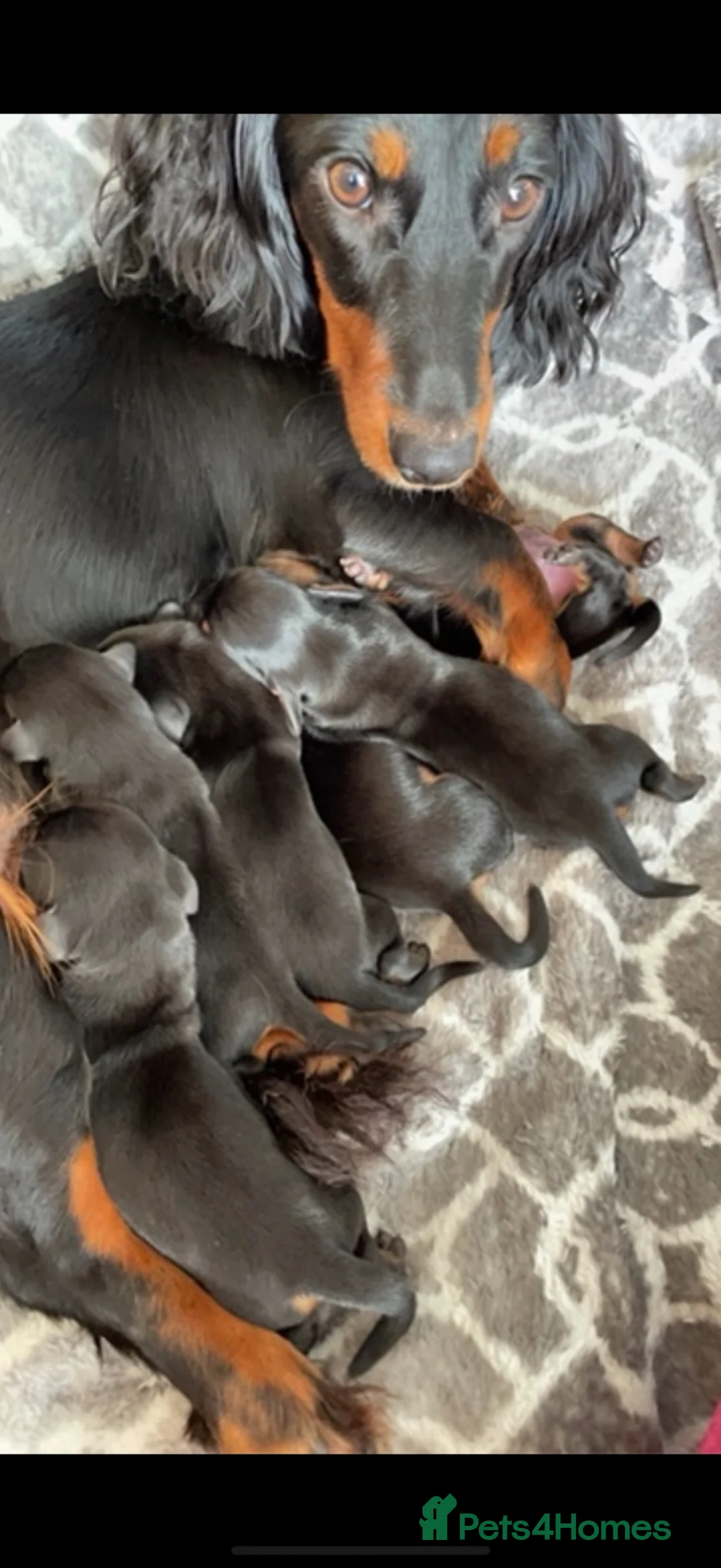 Miniature Dachshund dogs for sale: Gorgeous mini Dashhound  in Doncaster - Advert 2
