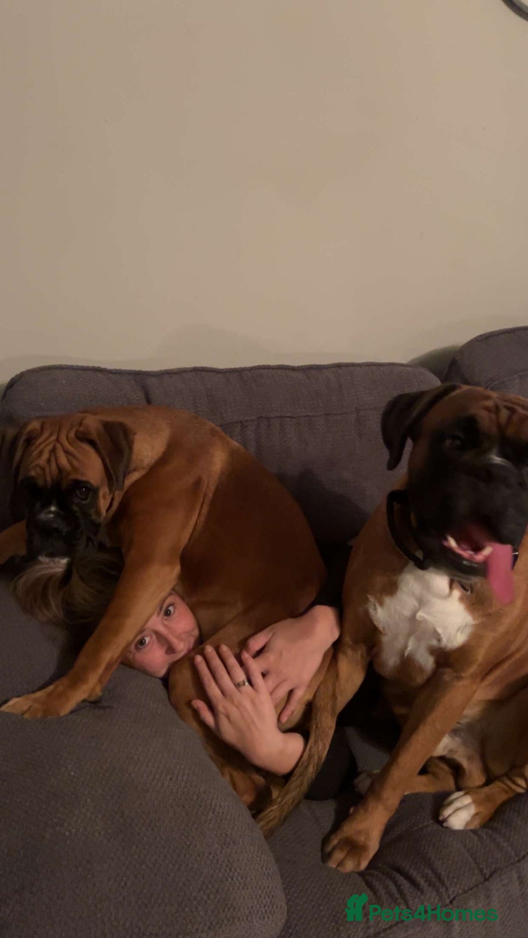 Boxer dogs for sale: Much loved 8 month old  - Image 7