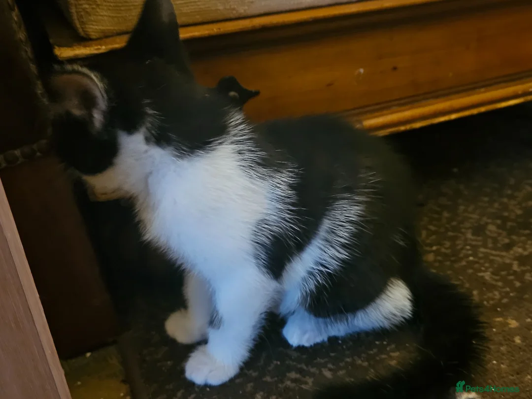 Mixed Breed cats for sale: White and black kitten - Advert 4