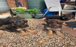 German Shepherd dogs for sale: Gorgeous 10 GSD Puppies Looking For Their Homes - Image 20