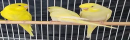 Budgerigars birds for sale: Beautiful Baby Budgies  - Advert 2