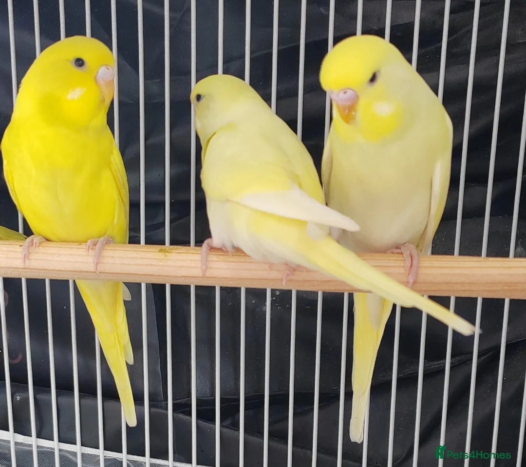 Budgerigars birds for sale: Beautiful Baby Budgies  - Advert 2