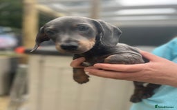 Dachshund dogs for sale: 2 Beautiful miniture dachshunds left  - Image 21