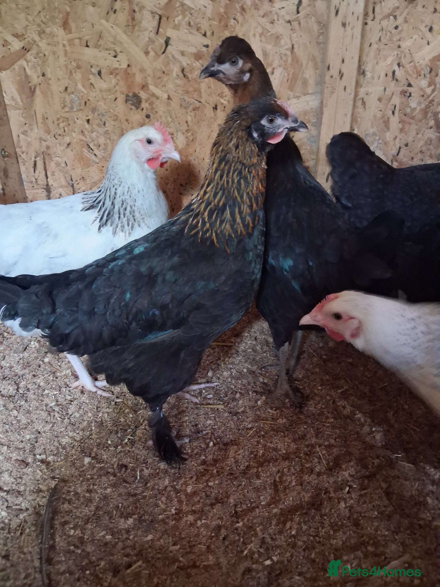 Chickens poultry for sale: Point of lay hens - Advert 1
