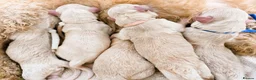 Maltipoo dogs for sale: Parents health tested Maltipoo puppies - Advert 11