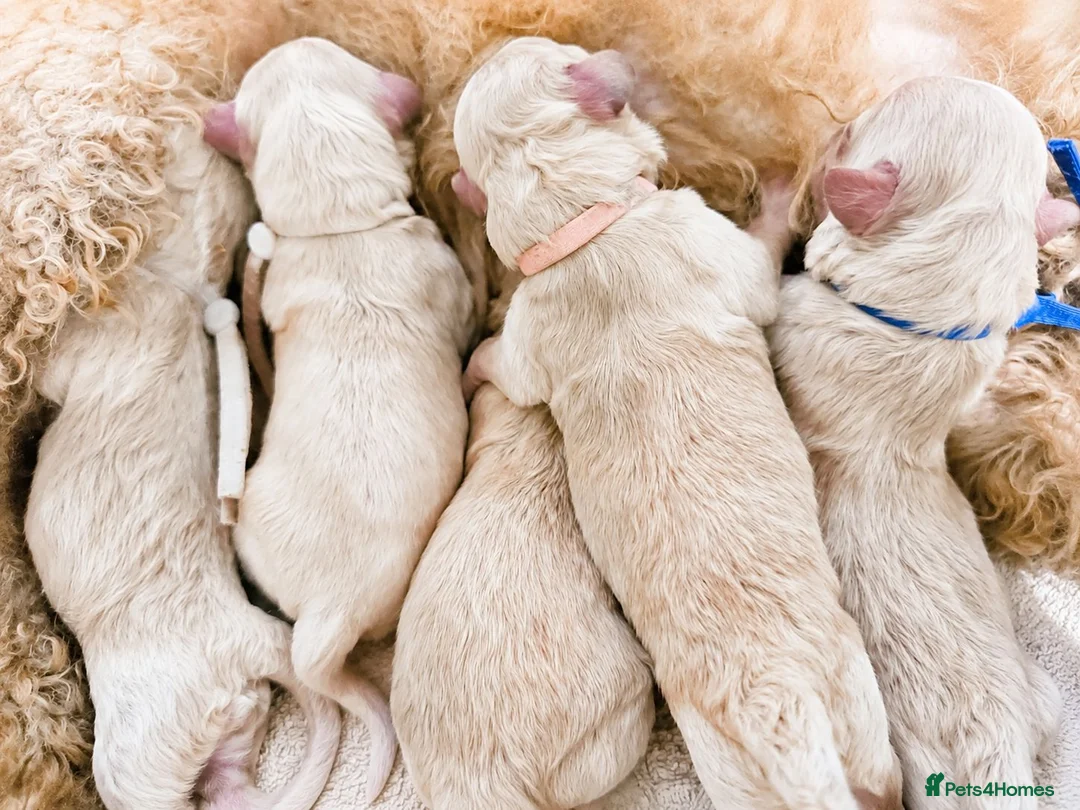 Maltipoo dogs for sale: Parents health tested Maltipoo puppies - Advert 11