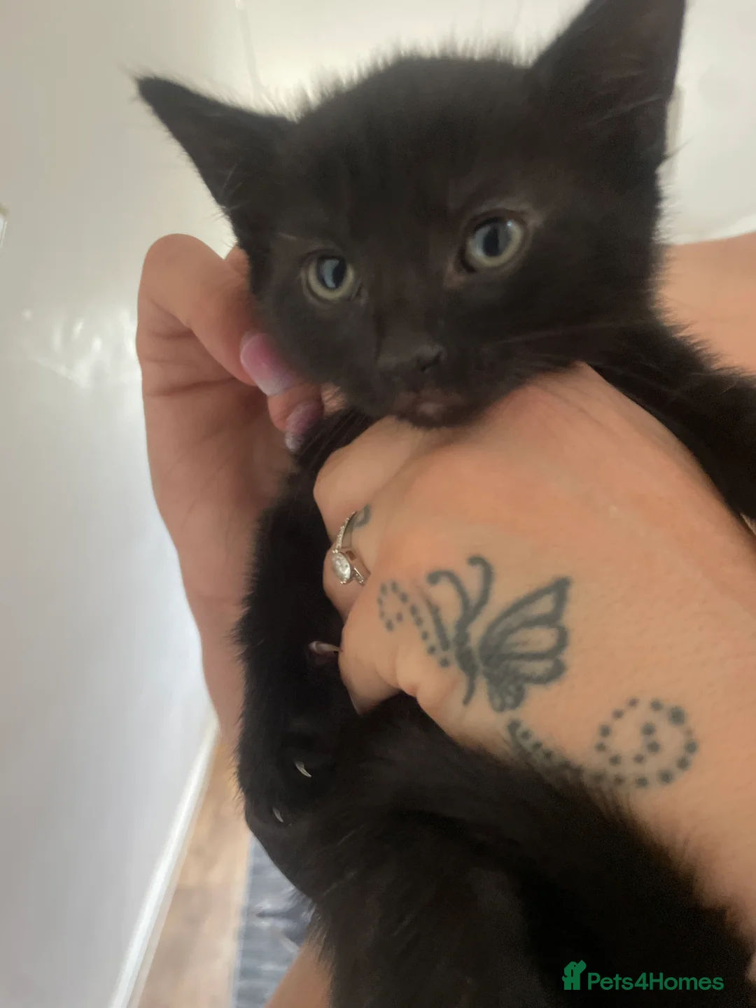 Mixed Breed cats for sale: kittens  in Witham - Advert 2
