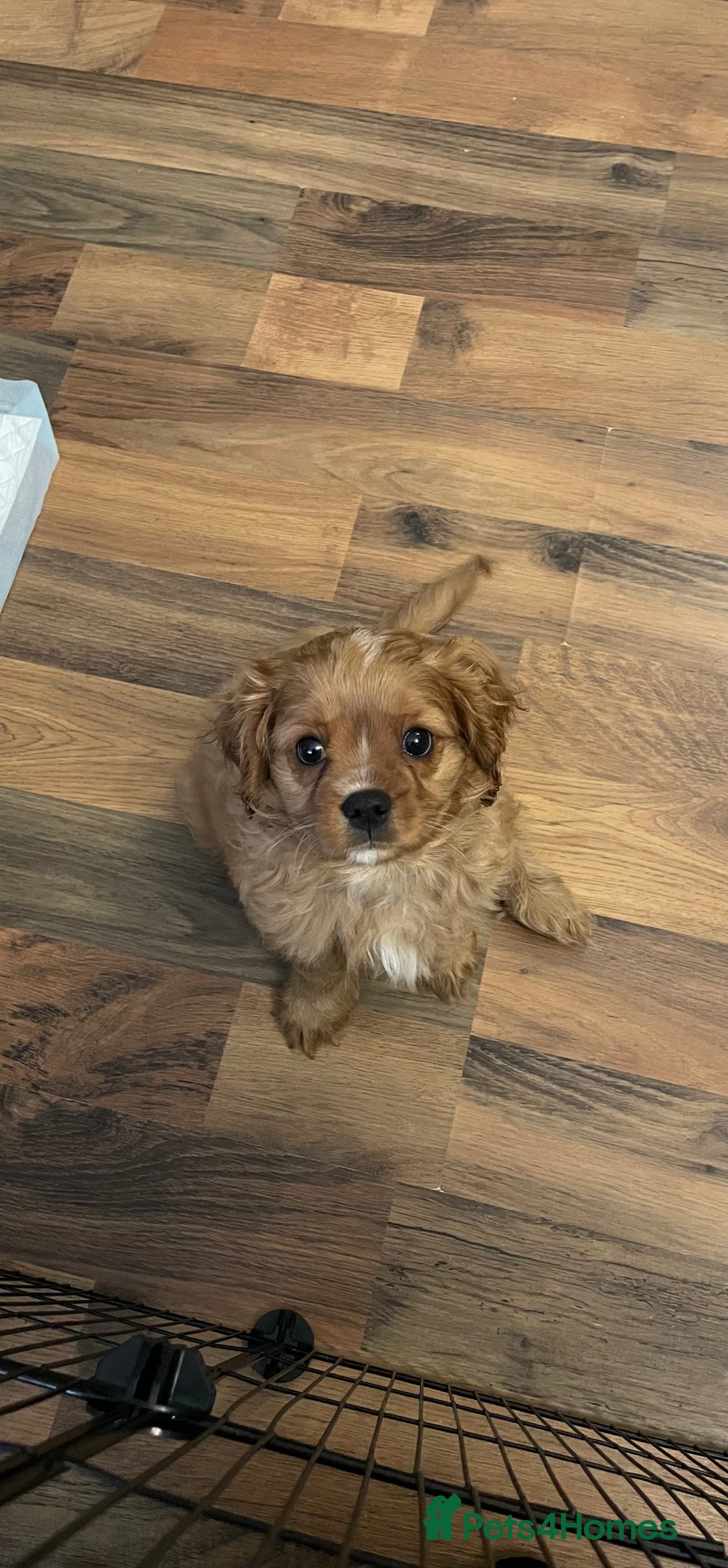 Cavalier King Charles Spaniel dogs for sale: Cavalier King Charles Spaniel Puppies - Advert 7