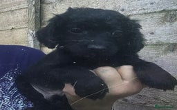 Cockapoo dogs for sale: F2B Cockapoo Puppies - Image 3