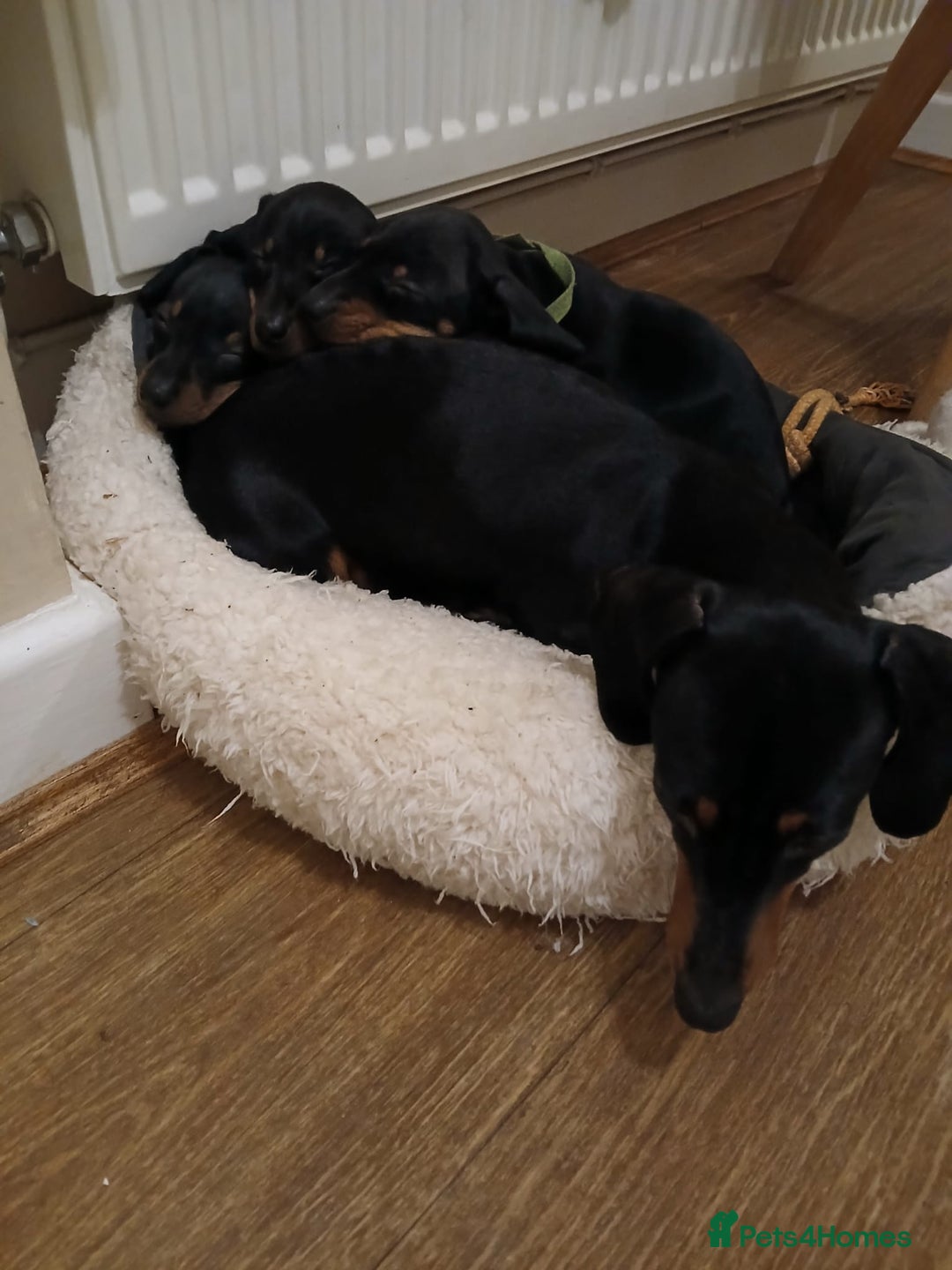 Miniature Dachshund dogs for sale: Miniature dachshund male puppies - Advert 2