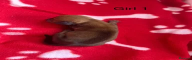 Miniature Dachshund Puppy 1