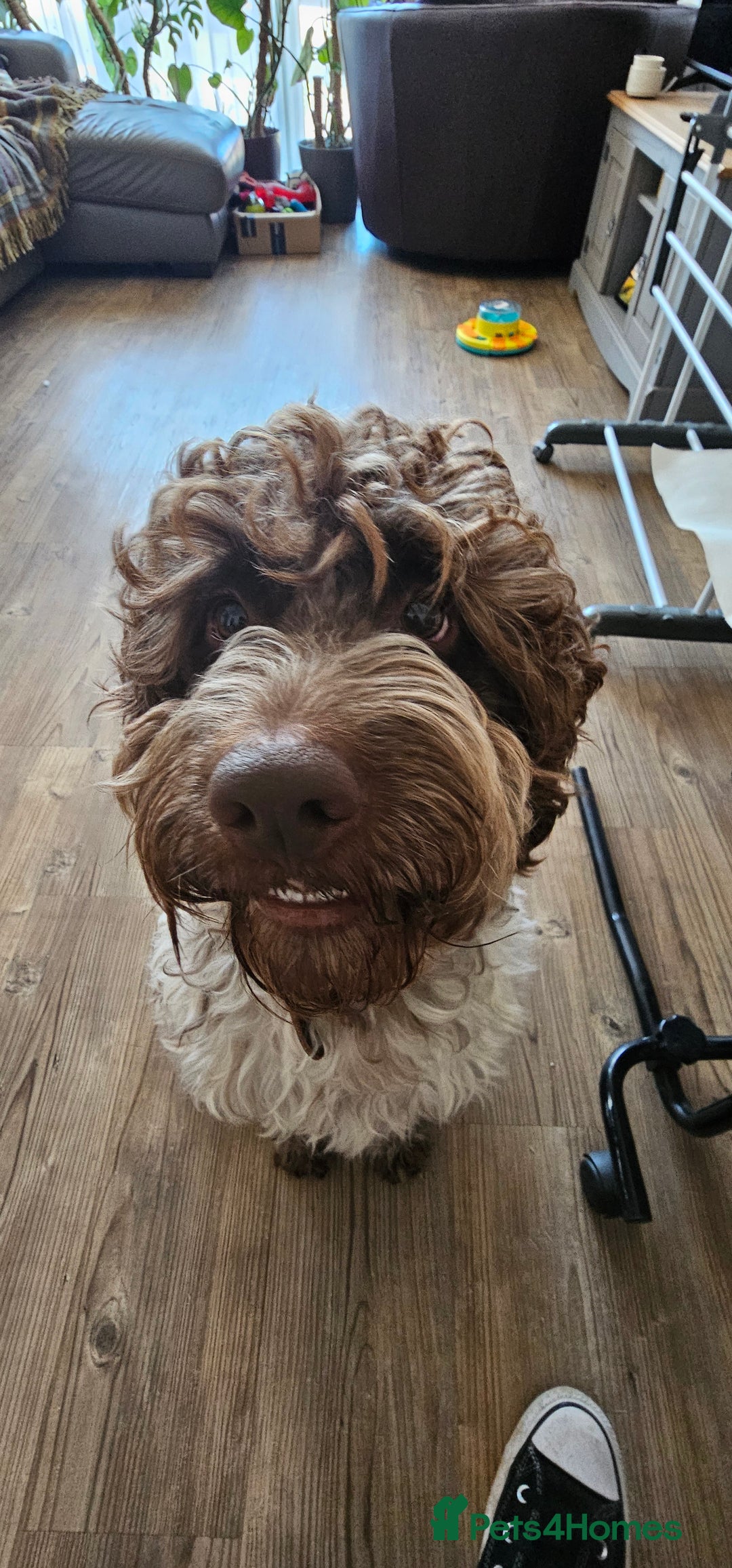 Cockapoo dogs for sale: 2 Year Old loving Cockerpoo - Image 6
