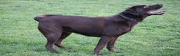 Labrador Retriever dogs for sale: Chocolate lab female  - Advert 13