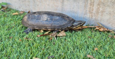 Turtle reptiles - Advert 10