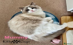 Ragdoll cats for sale: 🐾🩷*TICA REG* EU RAGDOLL KITTENS🌟 DNA CLEAR 🩵🐾 - Image 9