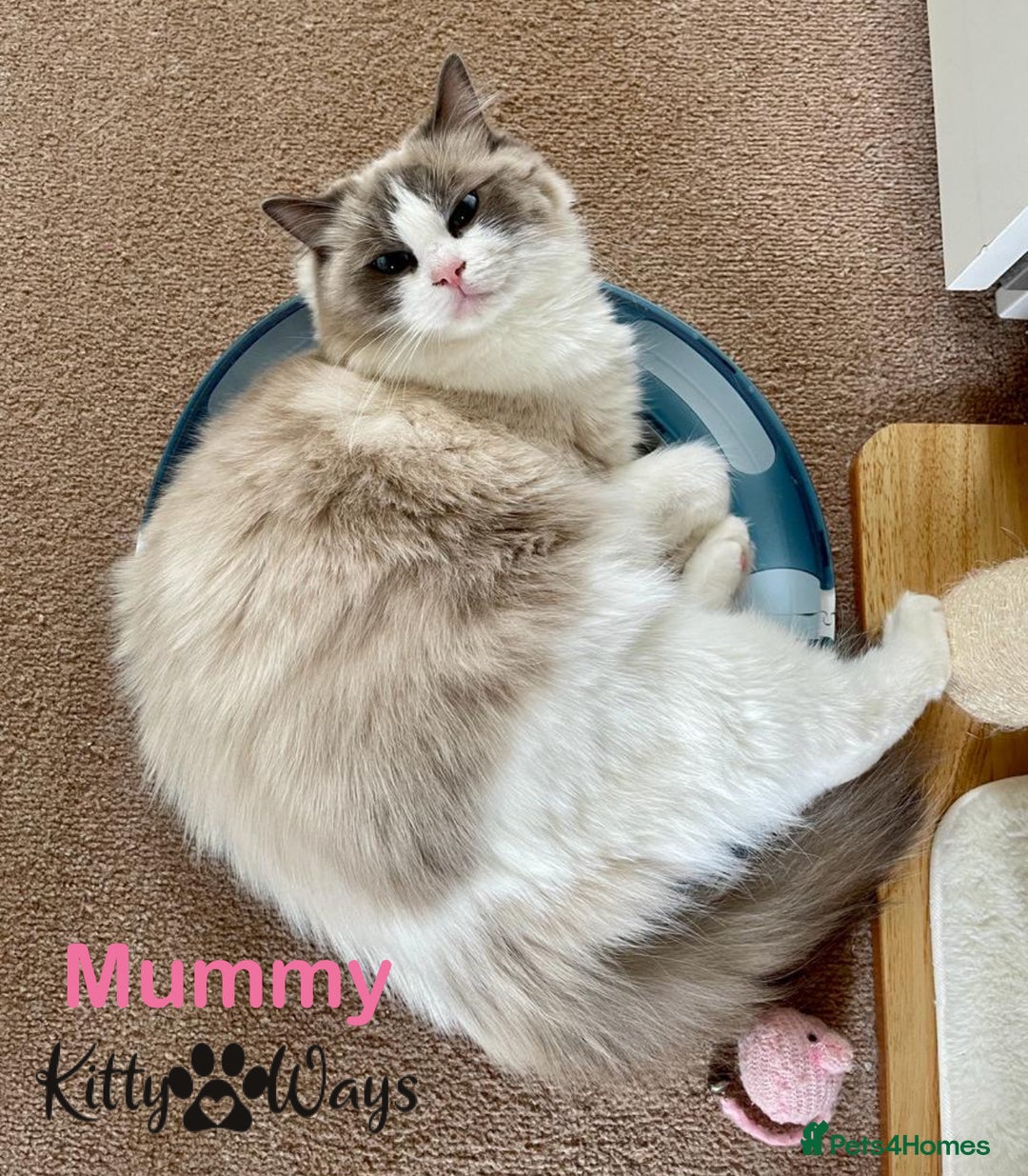 Ragdoll cats for sale: 🐾🩷*TICA REG* EU RAGDOLL KITTENS🌟 DNA CLEAR 🩵🐾 - Image 9
