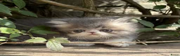 Exotic cats for sale: Exotic male kittens  - Advert 6