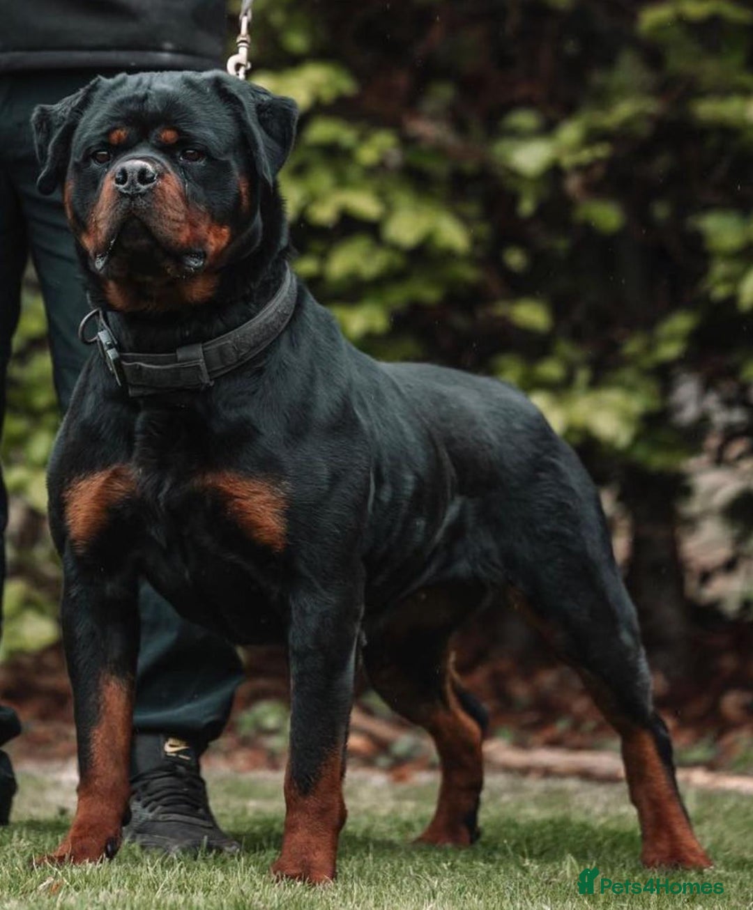 Rottweiler dogs for sale: 🏆 🦍 Elite Level Rottweiler Pups 🦍🏆 - Advert 11