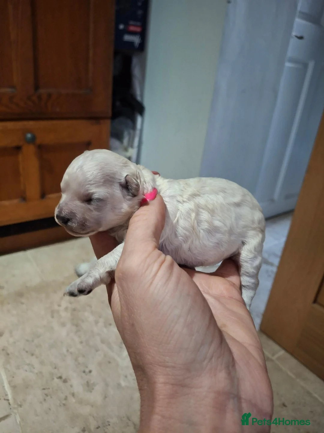 Toy Poodle dogs for sale: 2 very cute Russian toy poodle pups kc registered  - Advert 2